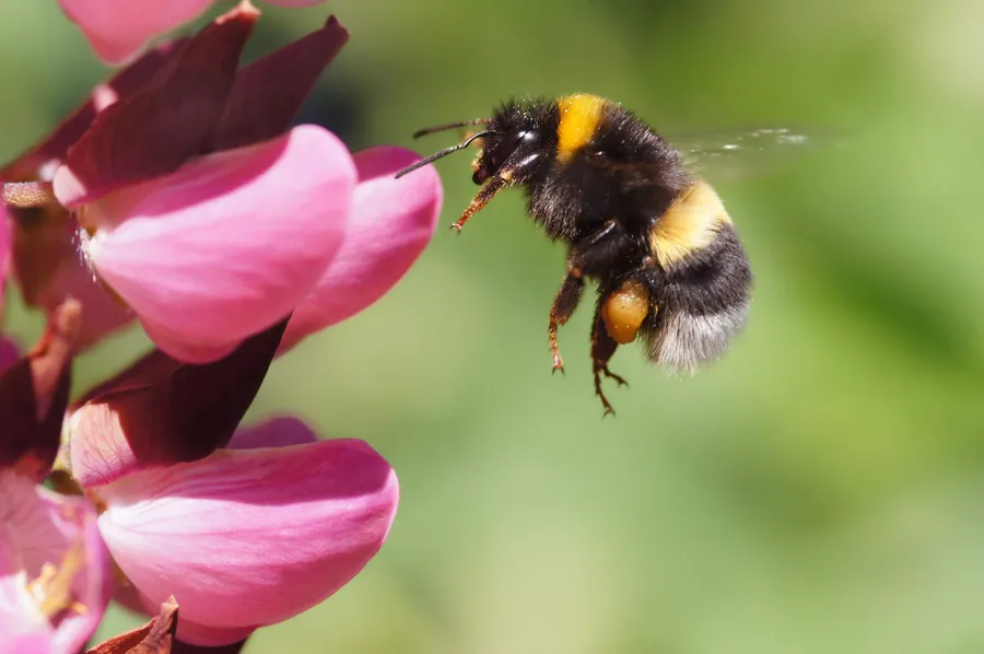 Bee pictures