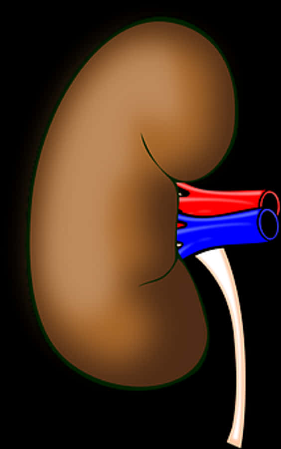 Human_ Kidney_ Anatomy_ Illustration