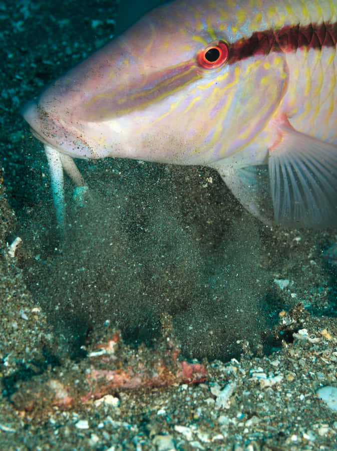 Pesce Capra alla Ricerca di Cibo Sott'acqua.jpg
