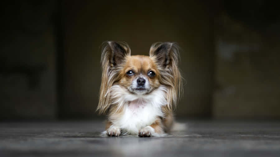 Cão Papillon em Pose Elegante
