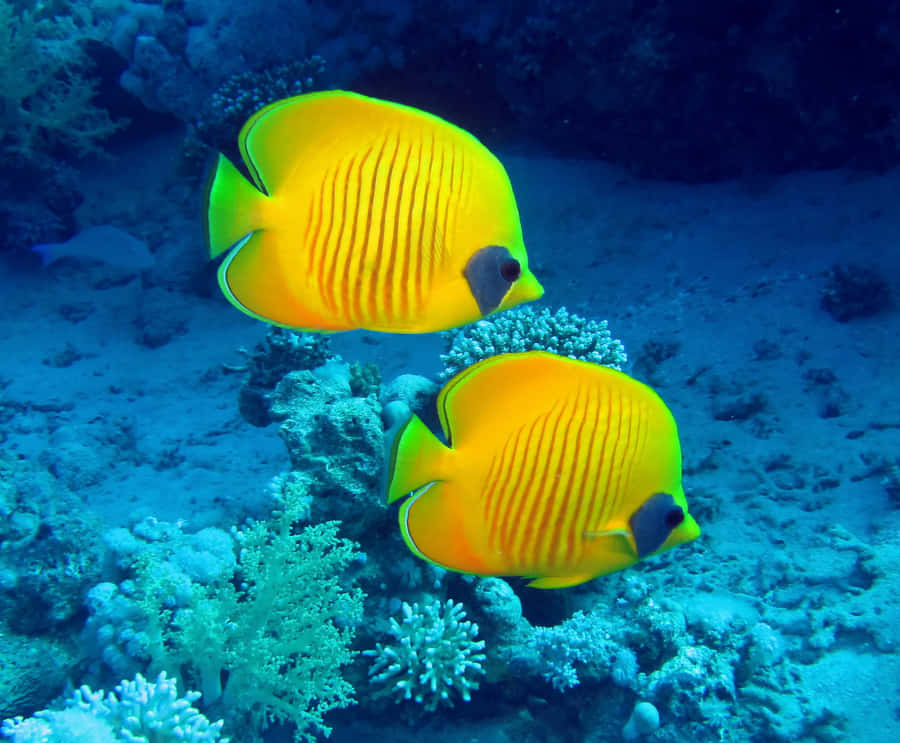 Lebhafte Schmetterlingsfische schwimmen in kristallklarem Wasser