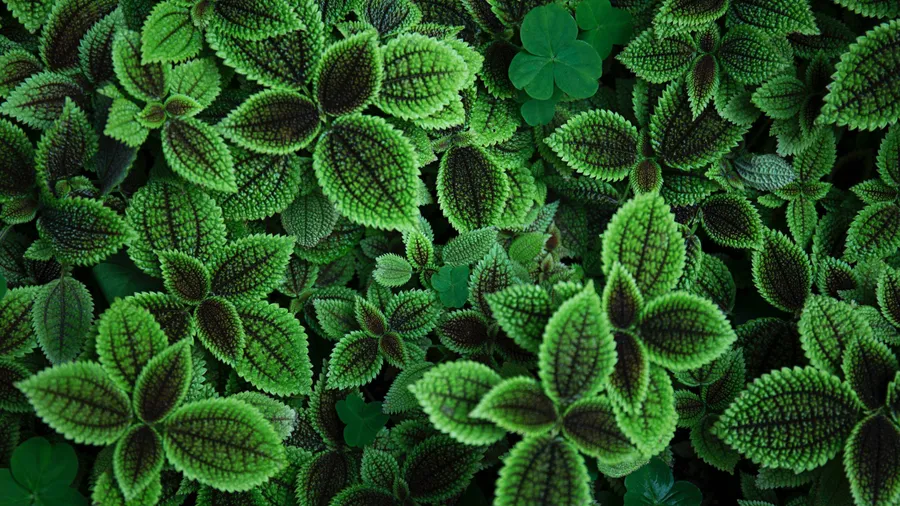 leafy Background