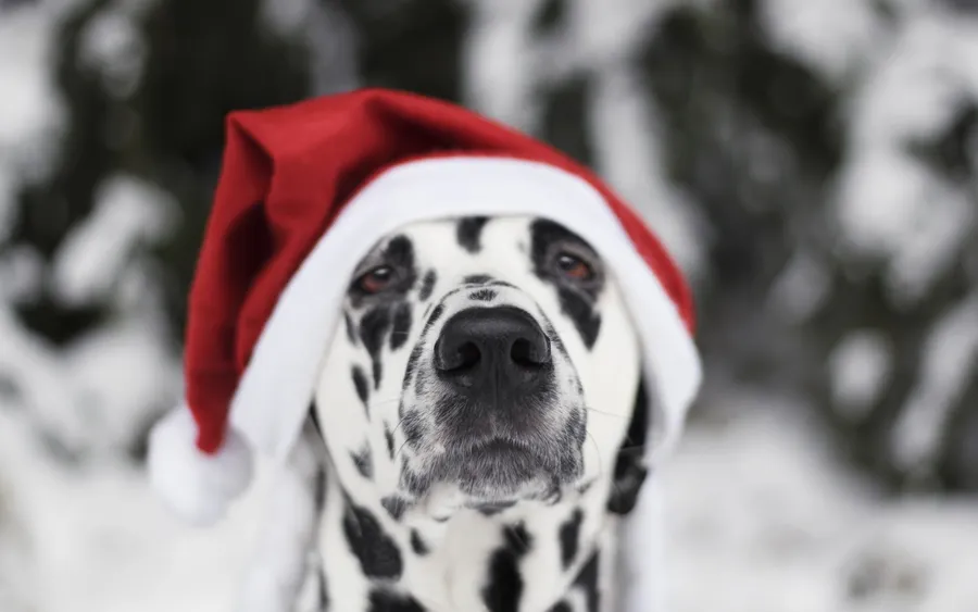 Dalmatian background