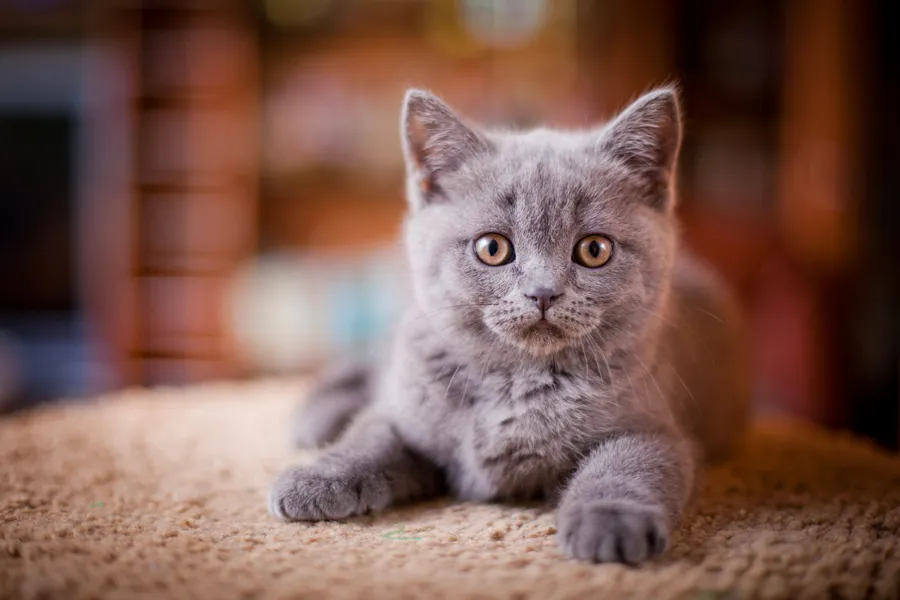 Cute Cat Gray