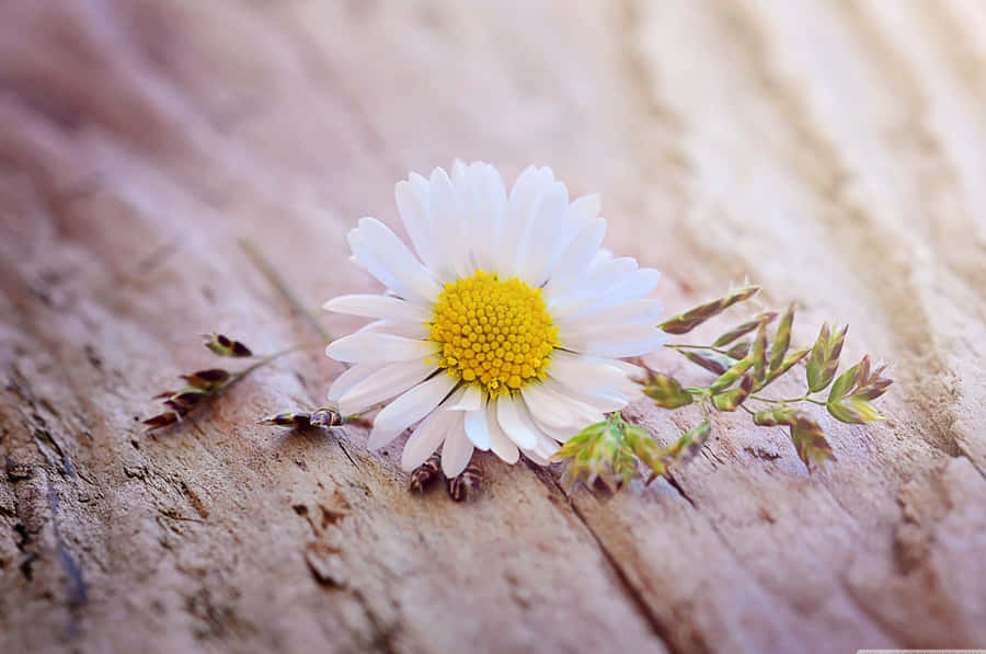 Florde margarida brilhante e alegre