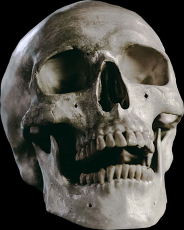 Human Skull Close Up
