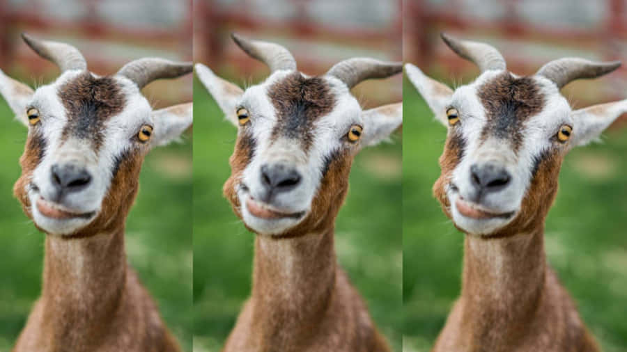 "Cheerful goat enjoying its day in the open field"