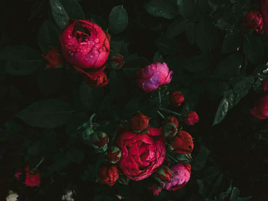 Rose Rosa Scure con Gocce di Rugiada