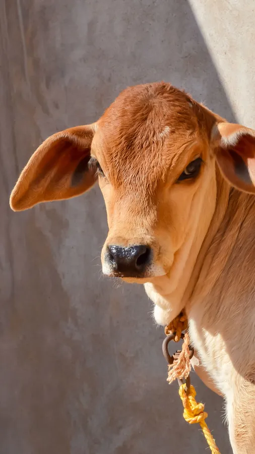 Cow Iphone