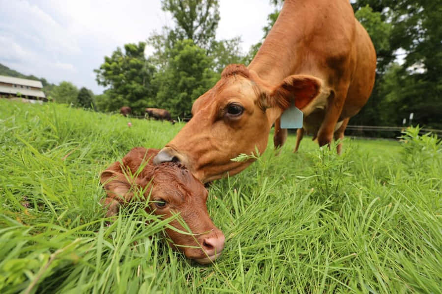 Mutterkuh schmust mit neugeborenem Kalb