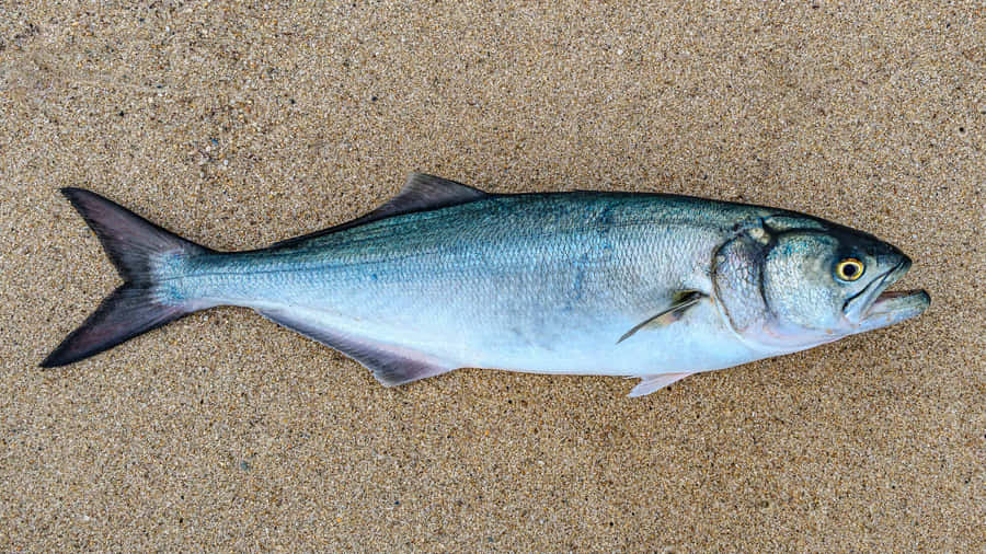 Peixe Azul na Praia de Areia