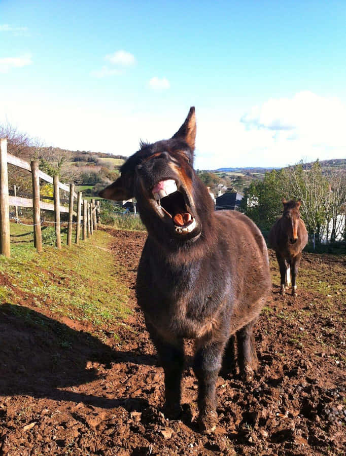 Burro Rindo no Campo