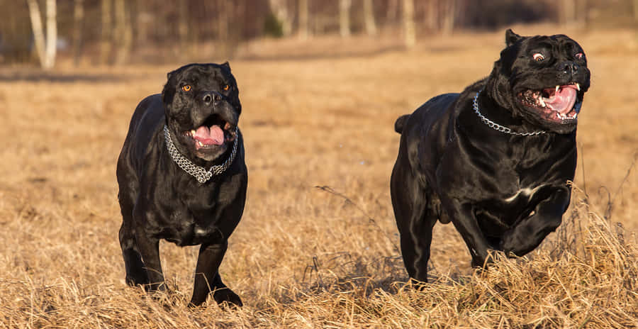 Cane Corso Baggrunde