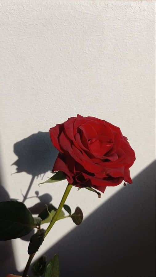 Unaelegante singola rosa rossa