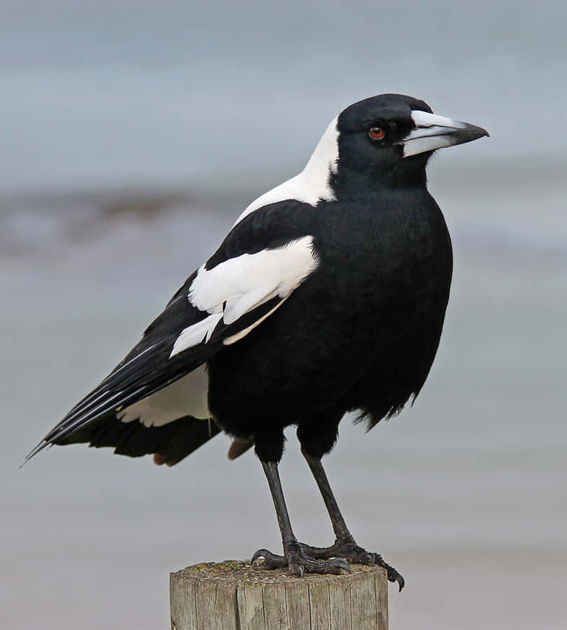 Australischer Magpie auf einem Pfosten