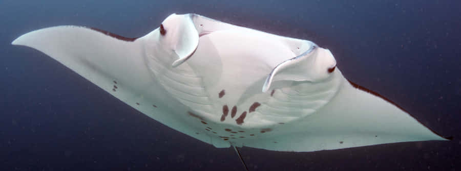 Majestätischer Manta-Rochen gleitet durch kristallklares Wasser