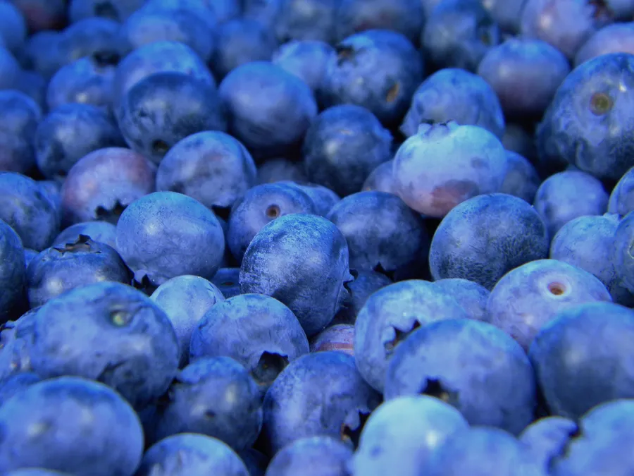 Close-up of dewy blue berries on a pile.