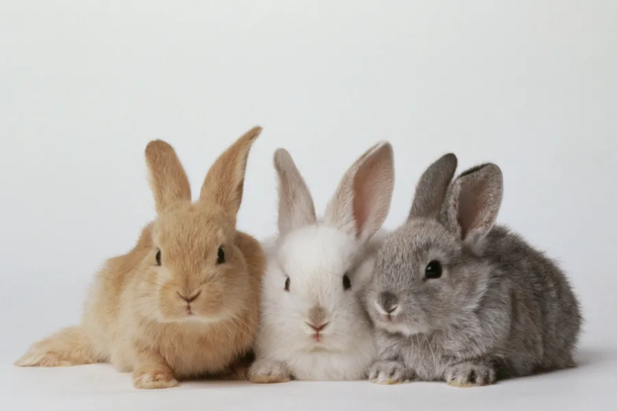 Rabbit pictures