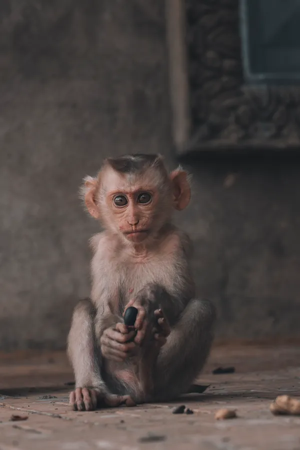Cute Monkey pictures