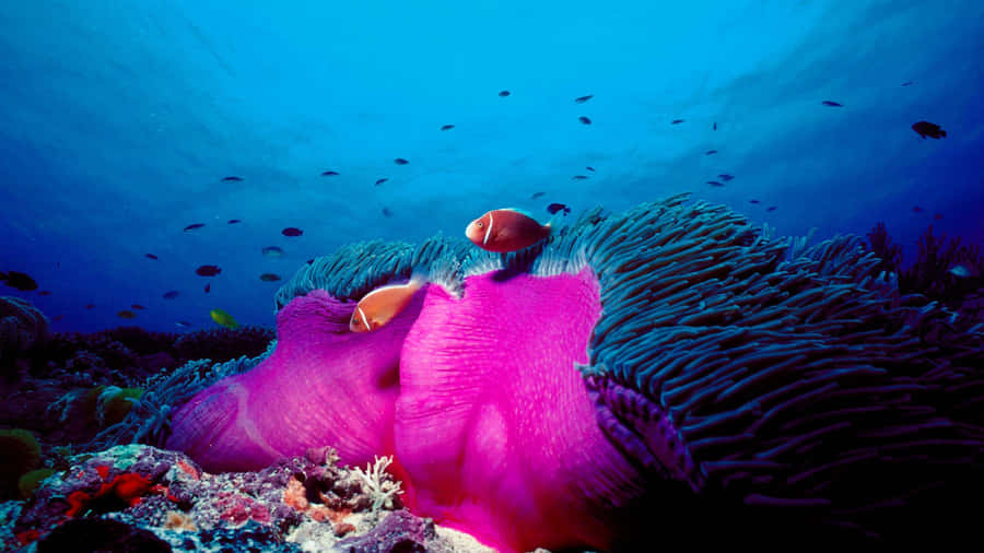 Kehidupan Laut yang Cerah di Great Barrier Reef