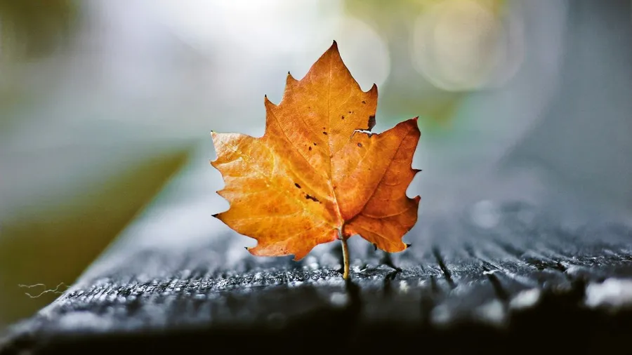 Autumn Leaf