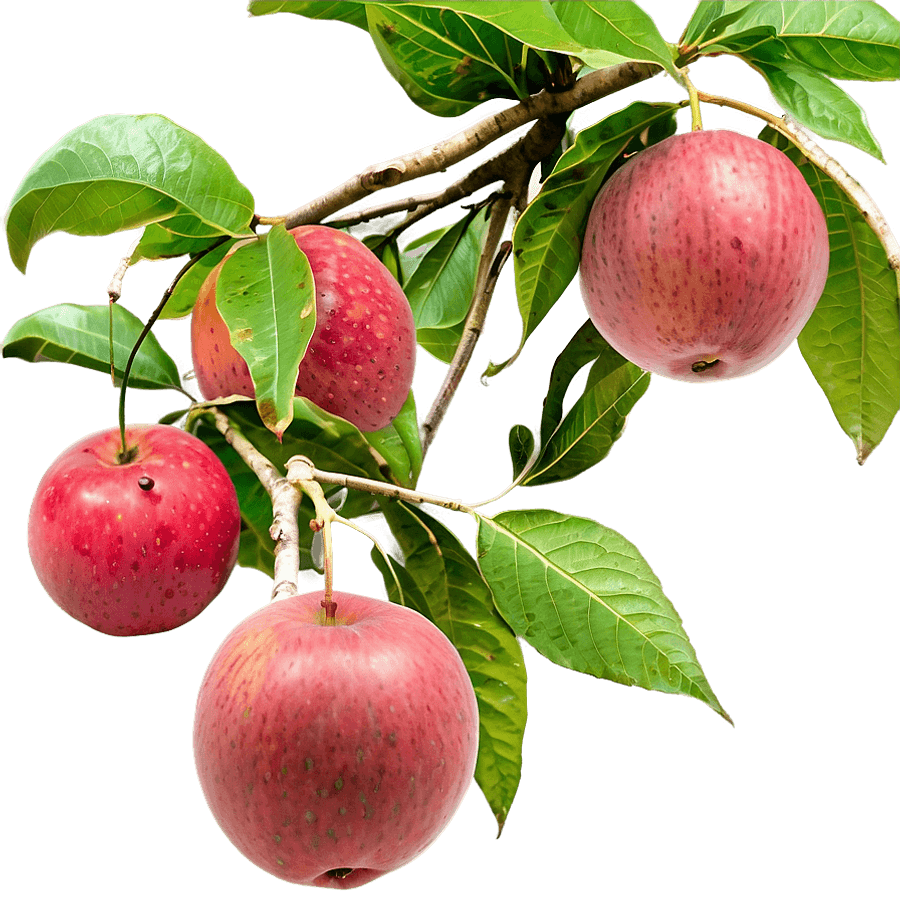 Tree Branches with Ripe Fruit PNG 06282024