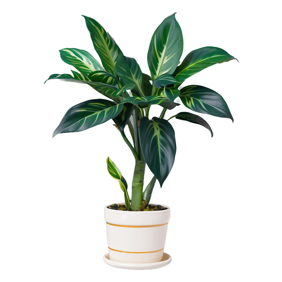 Variegated House Plant PNG pxn