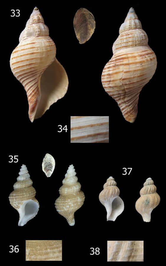 Variation av Buccinidae Snäckor