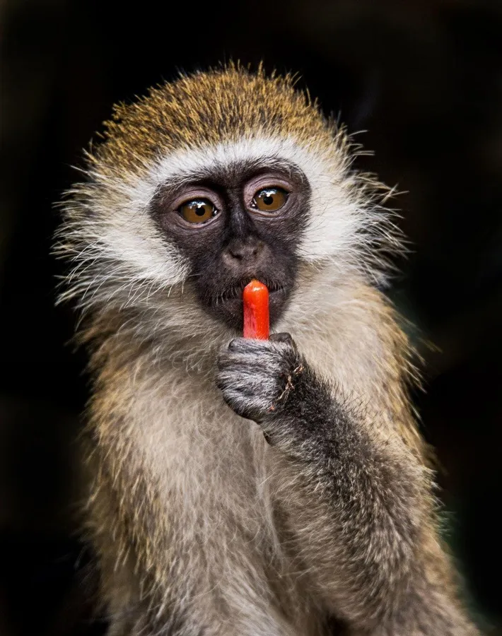 Cute Monkey background