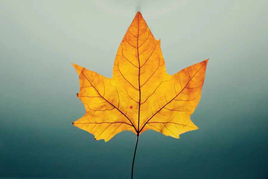 Leaf pictures
