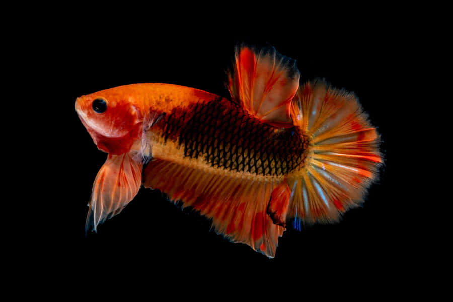 Sortog orange 1920 x 1279 tapet