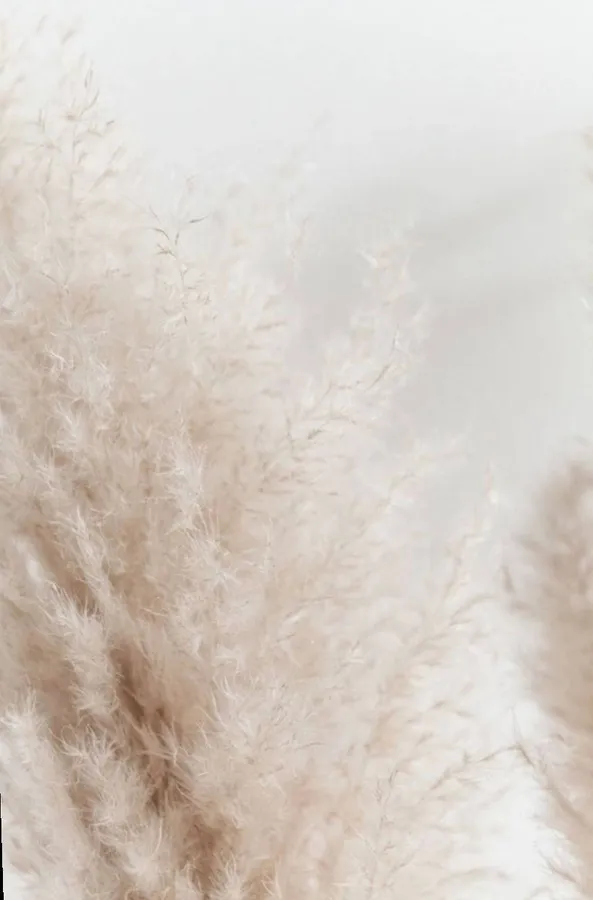 Pampas Grass