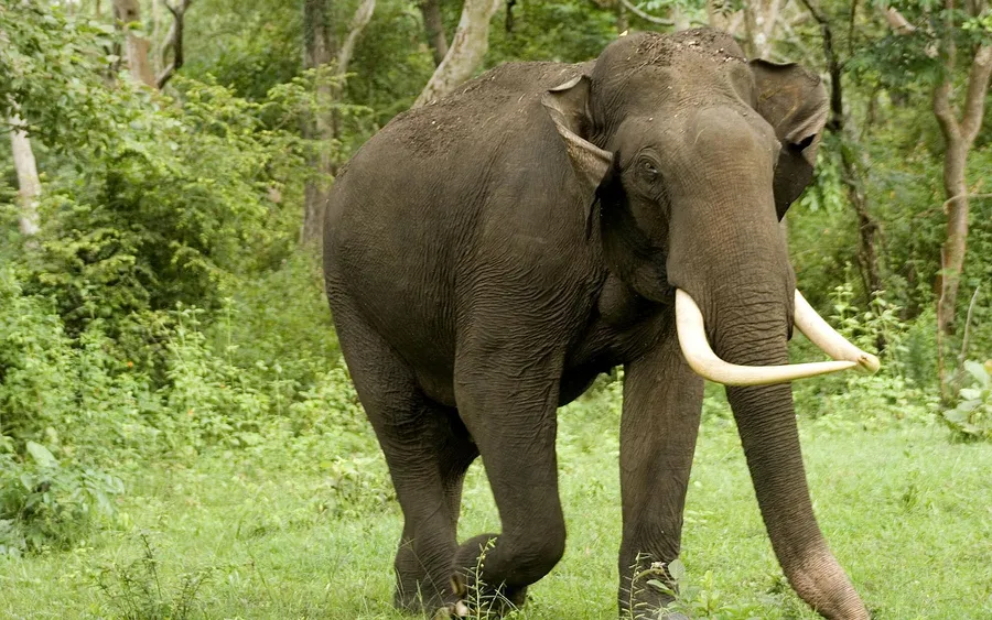 Elephant Hd