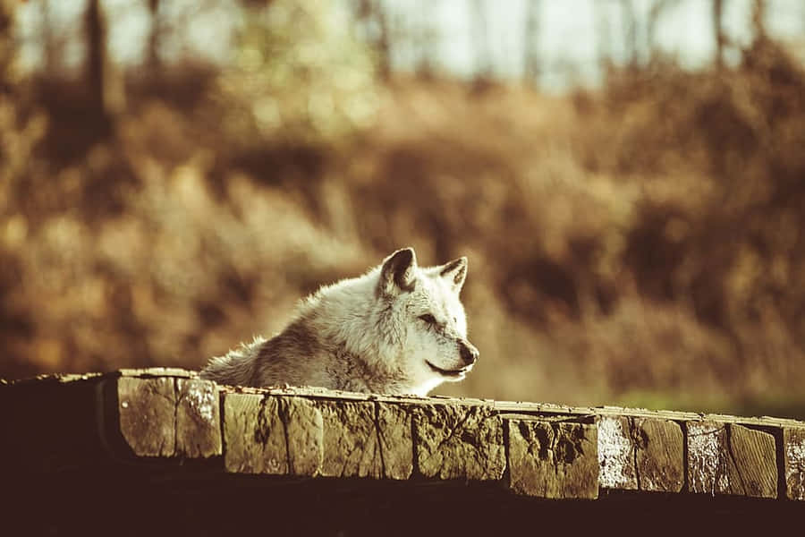TimberWolf 910 x 607 tapet.
