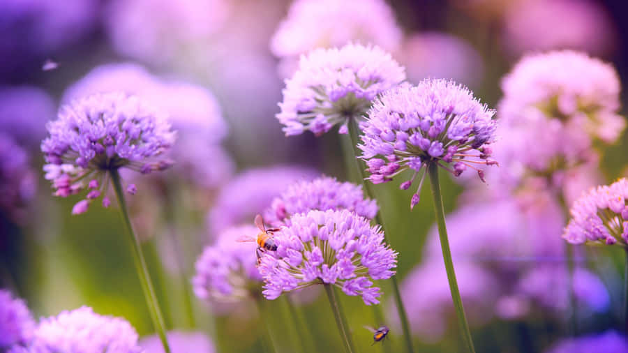 Schöne lila Blumen im Garten