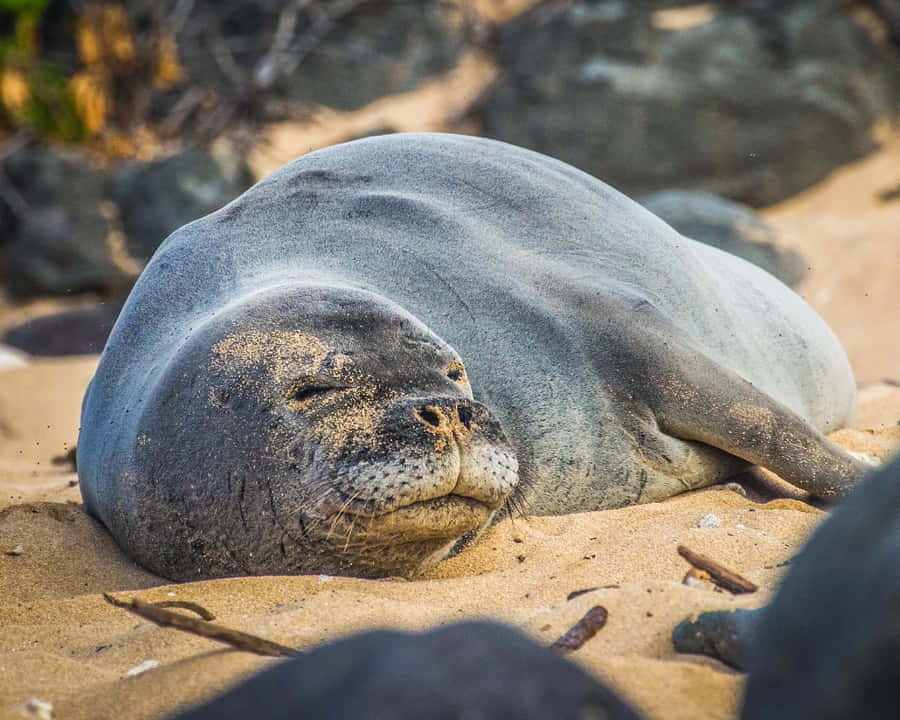 Foca Monge Descansando na Praia de Areia