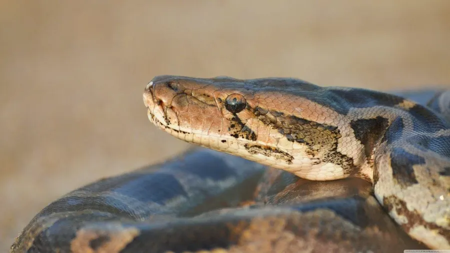 Python