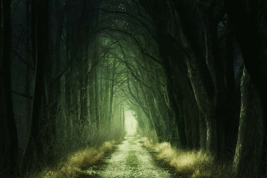 Caminho da Floresta Encantada Estética da Bruxa Verde.jpg
