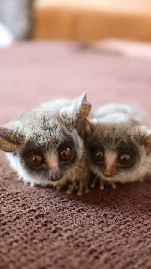 Bush Babies Nysgerrige Blik