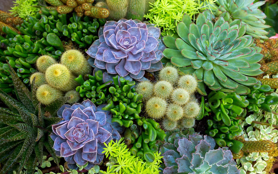 Jardim de Suculentas Variadas