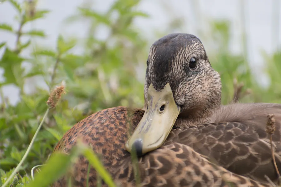 Duck background