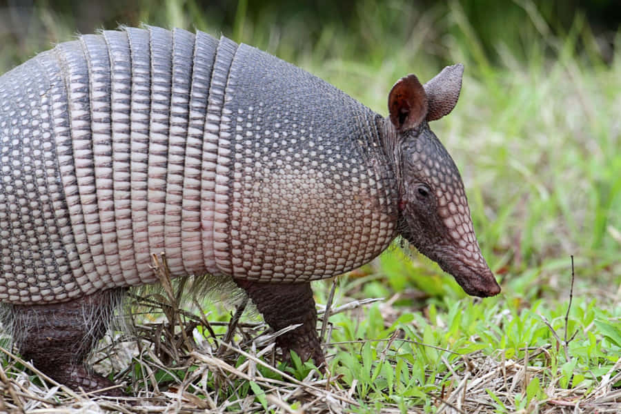 Armadillo nel Suo Habitat Naturale.jpg