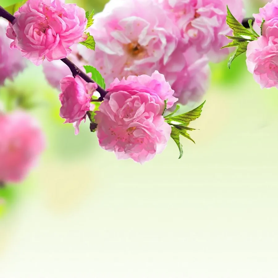 Spring Ipad