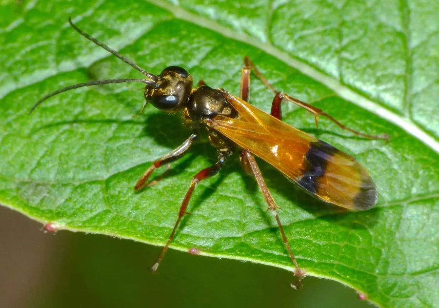 Spider Waspon Leaf