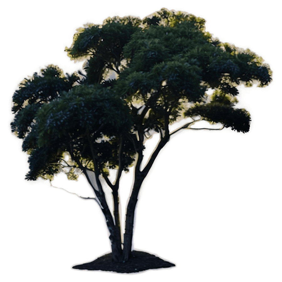 Crepe Myrtle Sunset Silhouette PNG jyc63