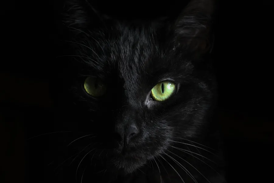 Dark Animals