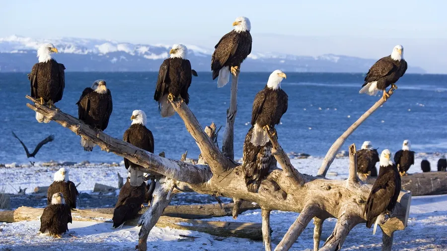 Bald Eagle Flock