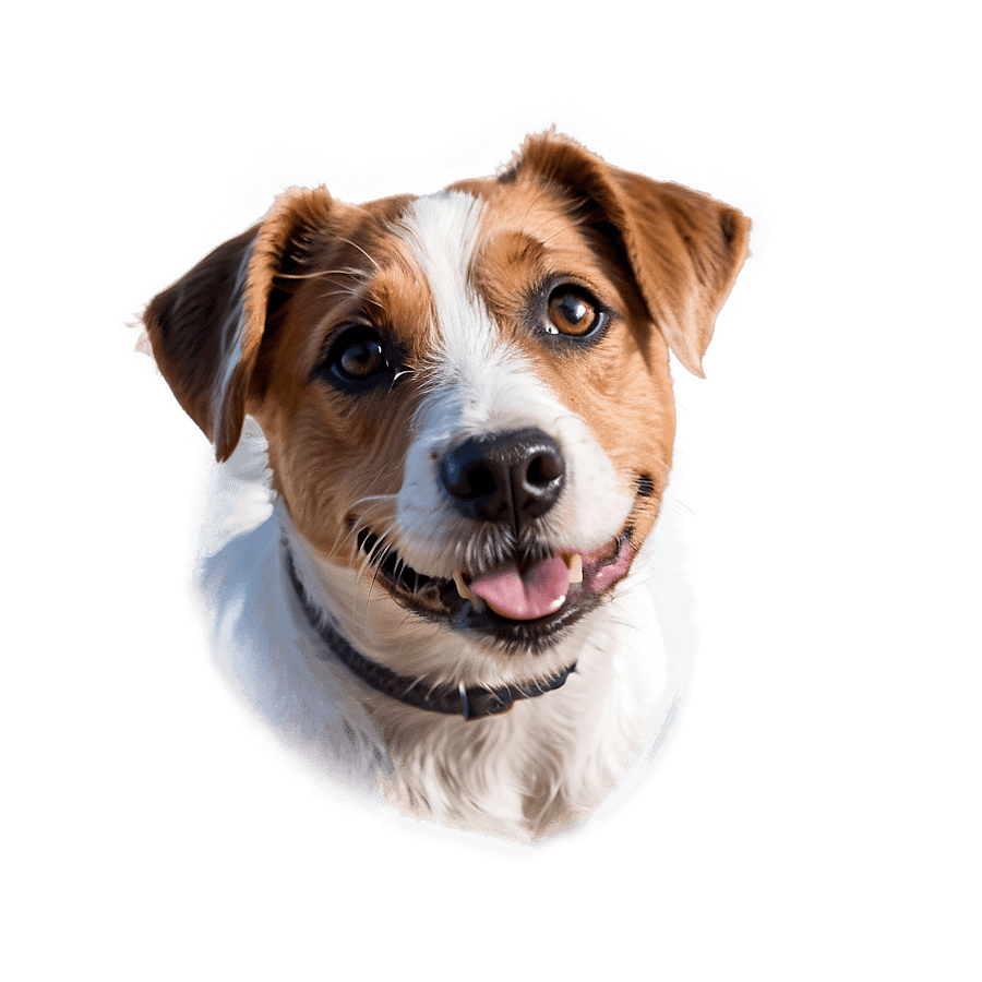 Jack Russell Terrier Closeup PNG 45