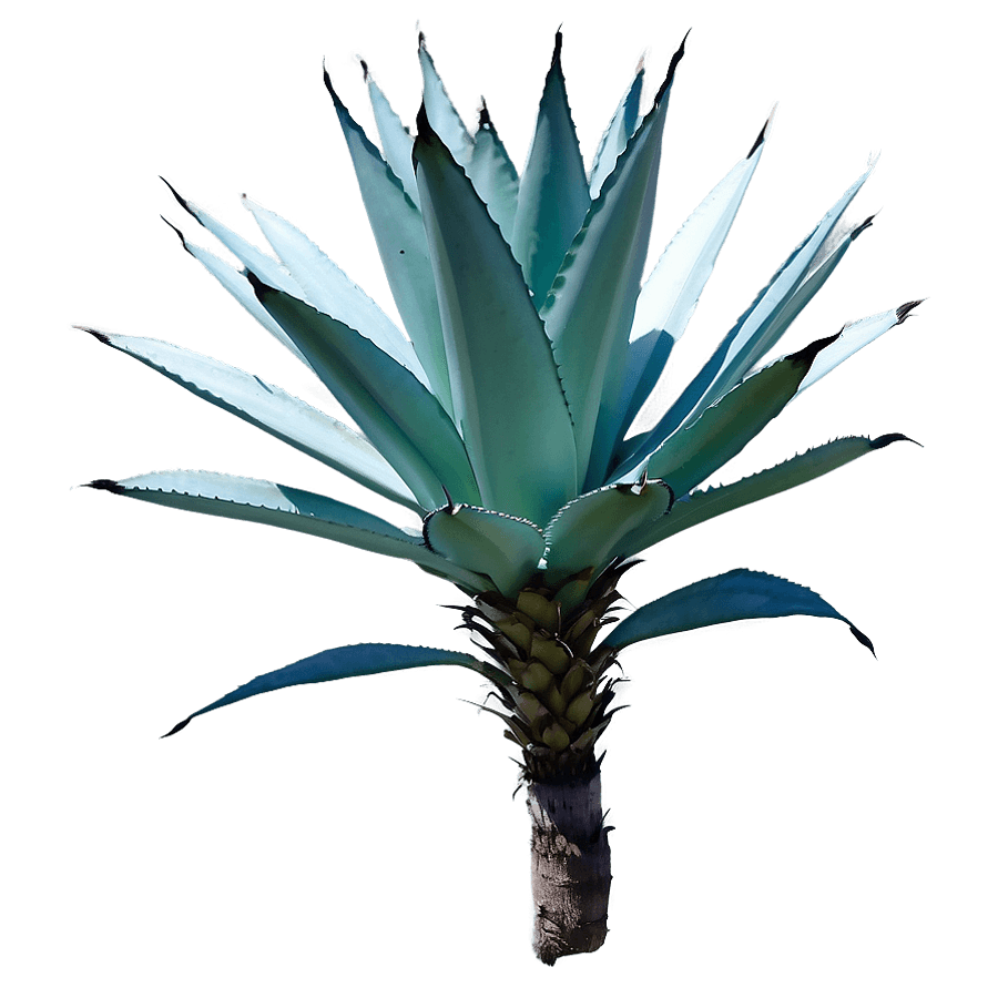 Wild Agave Plant PNG 06282024