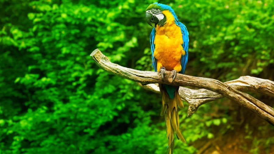 Arara Azul e Amarela Vibrante Empoleirada